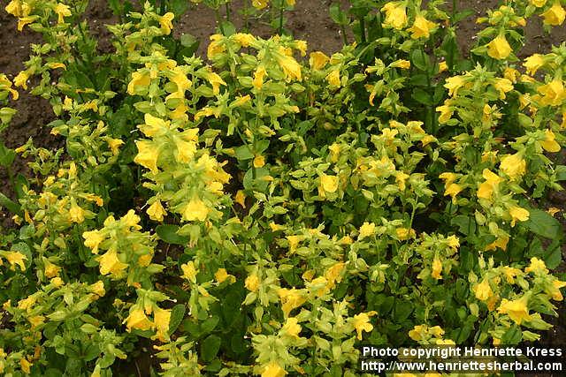 Photo: Mimulus guttatus 2.