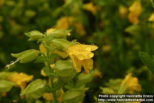 Photo: Mimulus guttatus 4.