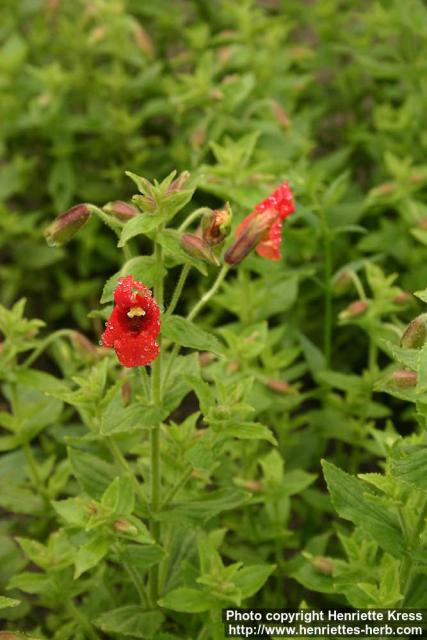 Photo: Mimulus cardinalis.