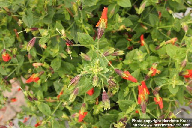 Photo: Mimulus cardinalis 3.