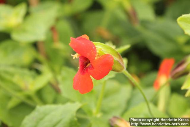 Photo: Mimulus cardinalis 4.