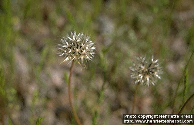 Photo: Microseris.