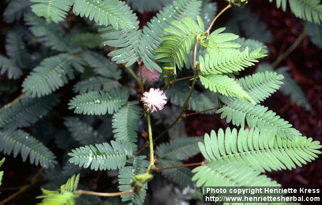 Photo: Mimosa pudica.