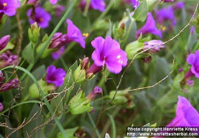 Photo: Mirabilis multiflora 1.