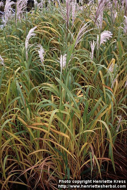 Photo: Miscanthus sacchariflorus 2.