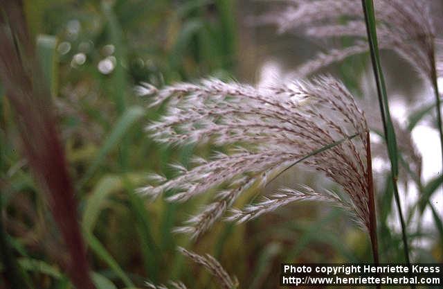 Photo: Miscanthus sacchariflorus.