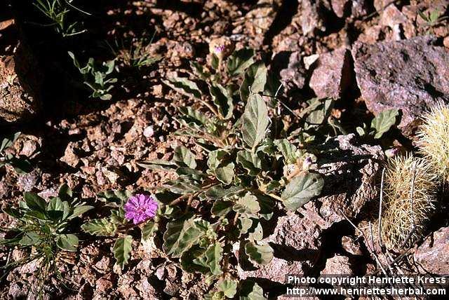 Photo: Mirabilis comata.