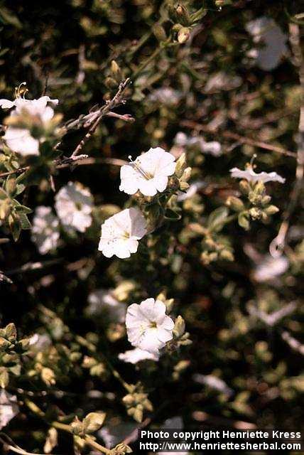 Photo: Mirabilis bigelovii.