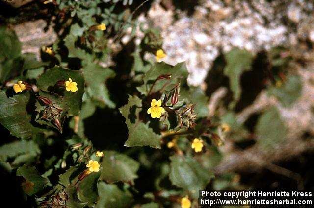 Photo: Mimulus.