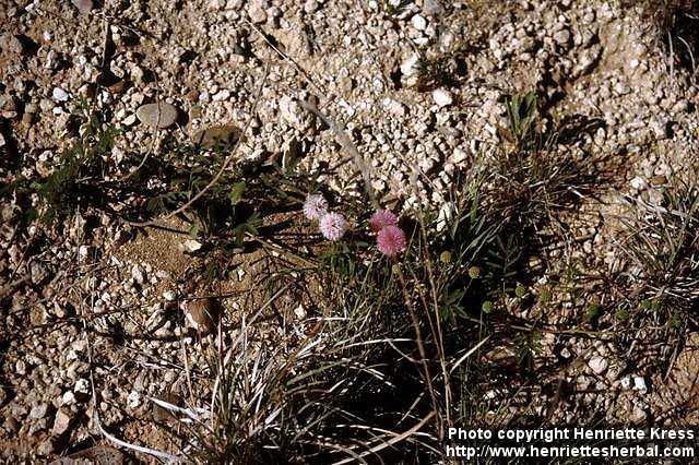 Photo: Mimosa microphylla.