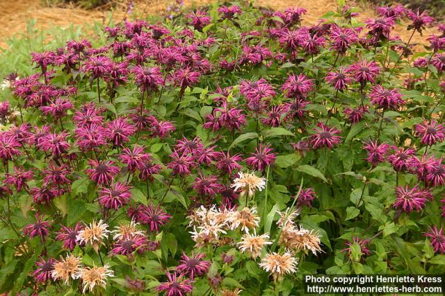 Photo: Monarda didyma 11.