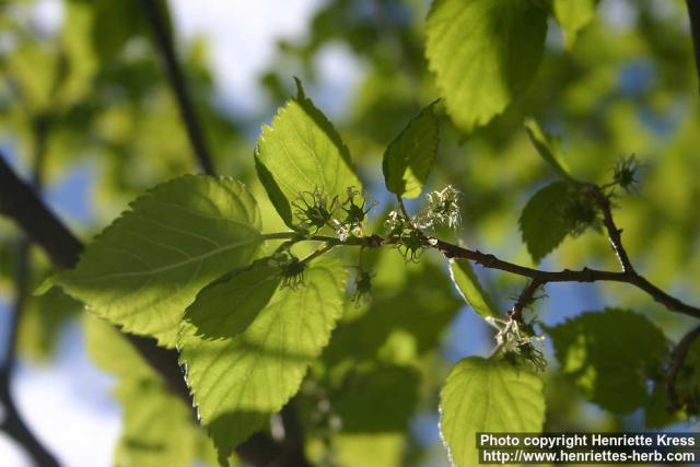 Photo: Morus alba 08.