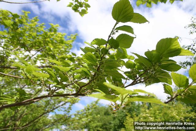 Photo: Morus alba 10.