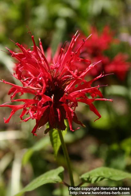 Photo: Monarda didyma 15.