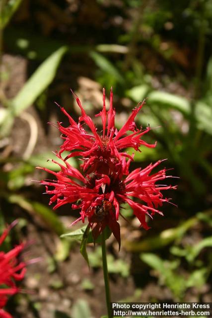 Photo: Monarda didyma 16.