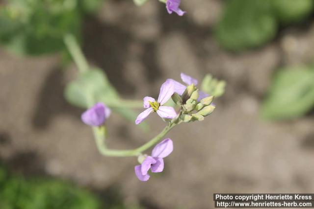 Photo: Moricandia arvensis 1.