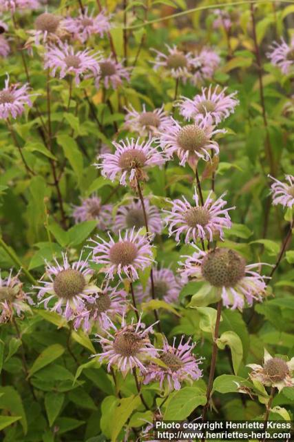 Photo: Monarda fistulosa 5.