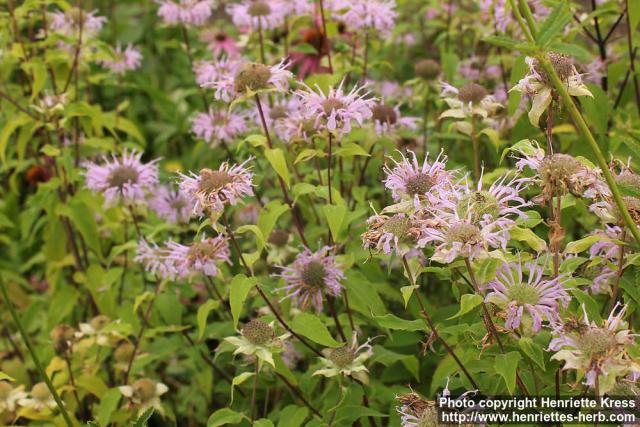 Photo: Monarda fistulosa 7.