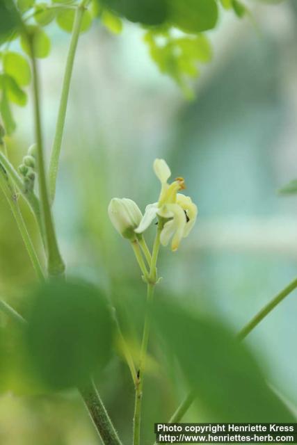 Photo: Moringa oleifera 0.