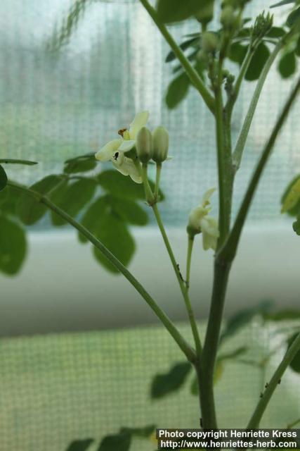 Photo: Moringa oleifera 1.