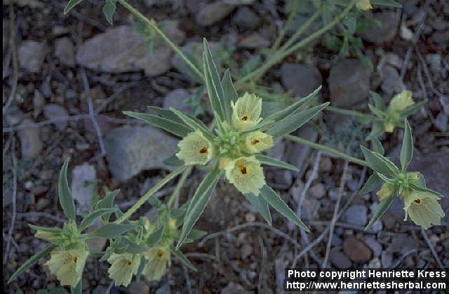 Photo: Mohavea confertiflora.