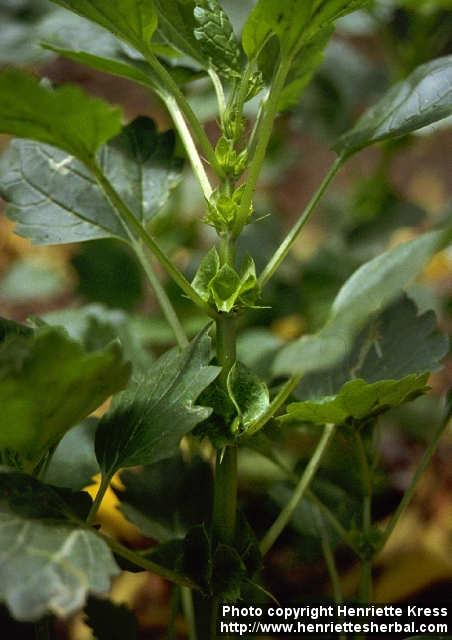 Photo: Moluccella laevis.