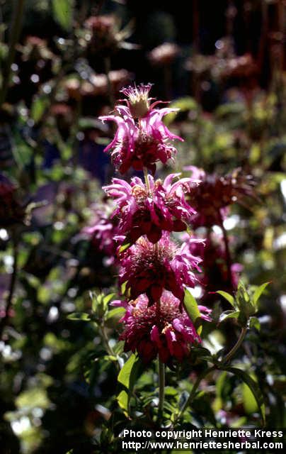 Photo: Monarda citriodora 7.