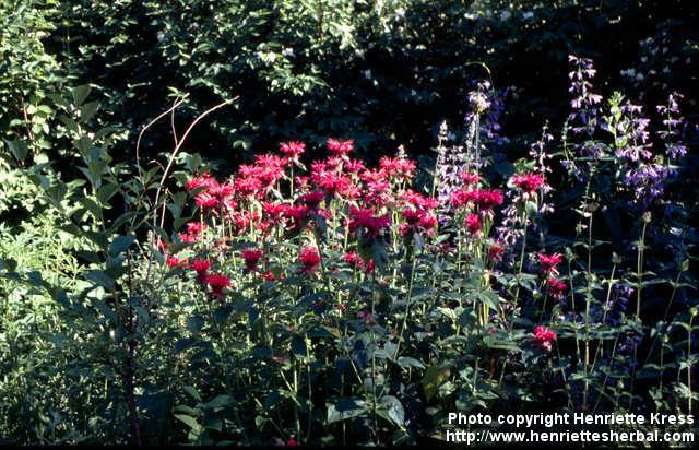 Photo: Monarda didyma 10.