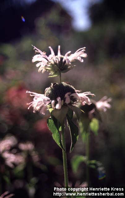 Photo: Monarda didyma 8.