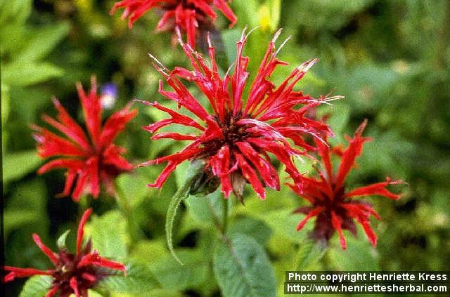 Photo: Monarda didyma.