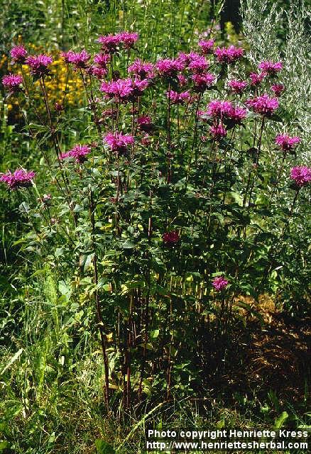 Photo: Monarda fistulosa 2.