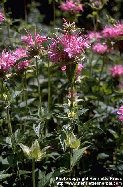 Photo: Monarda fistulosa.