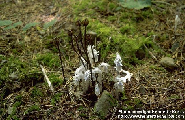 Photo: Monotropa uniflora 1.