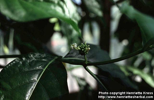 Photo: Morinda citrifolia.