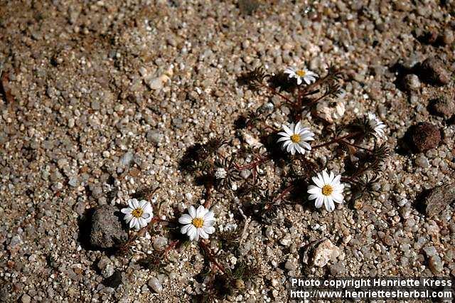 Photo: Monoptilon bellioides.