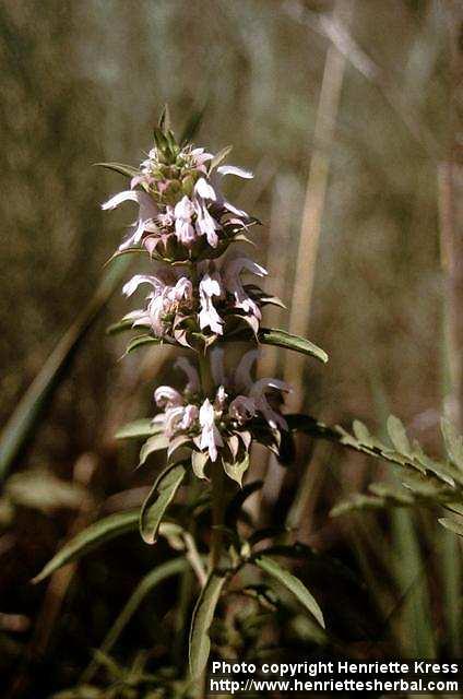 Photo: Monarda pectinata.