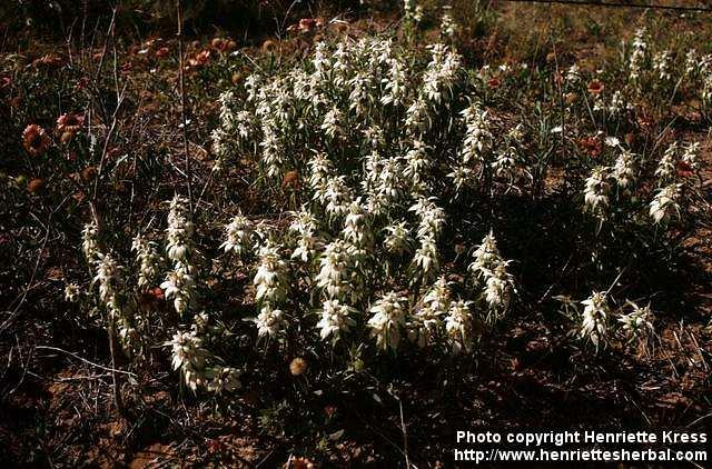 Photo: Monarda punctata 1.