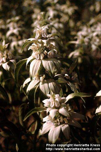 Photo: Monarda punctata 3.