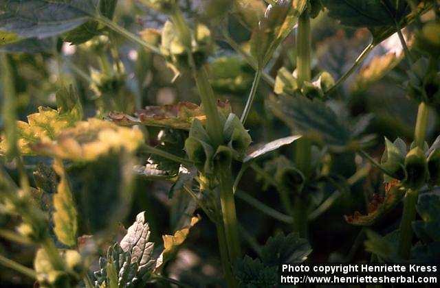 Photo: Moluccella laevis 3.