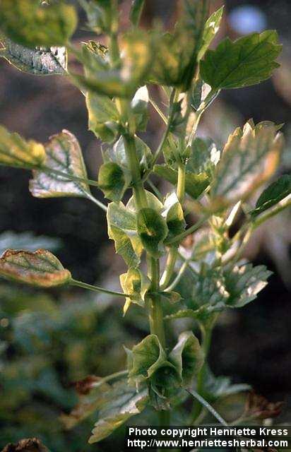 Photo: Moluccella laevis 4.