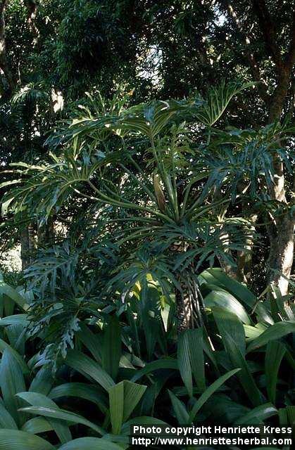 Photo: Monstera.