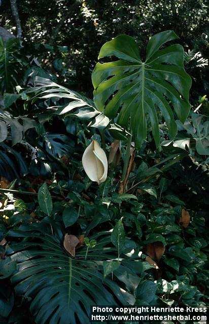 Photo: Monstera 1.