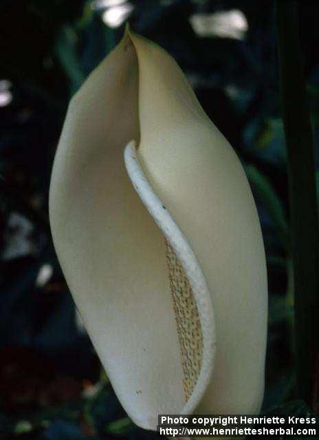 Photo: Monstera 2.