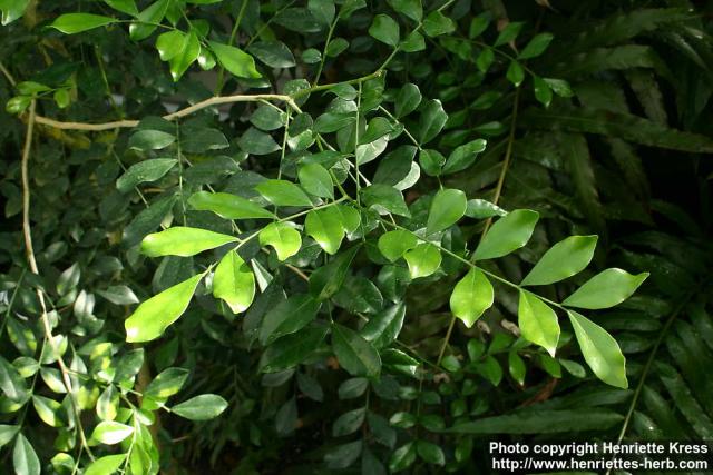 Photo: Murraya paniculata 1.