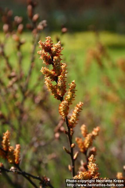 Photo: Myrica gale 8.