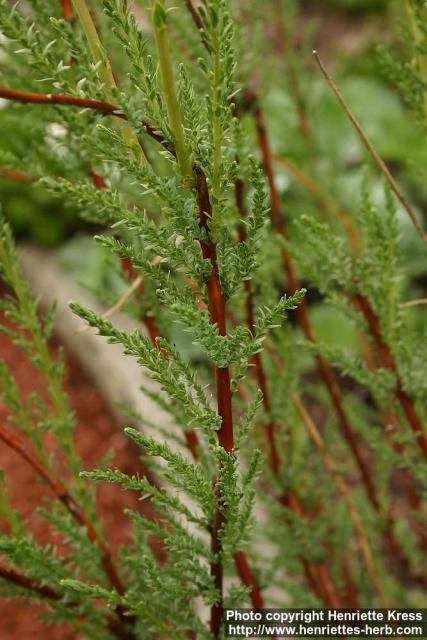 Photo: Myricaria germanica 2.