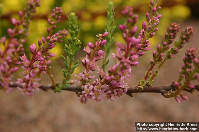 Photo: Myricaria germanica 3.