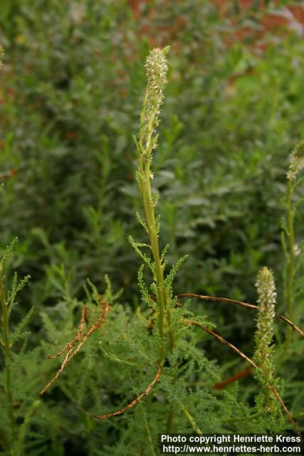 Photo: Myricaria germanica 5.