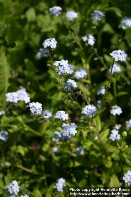 Photo: Myosotis arvensis 4.