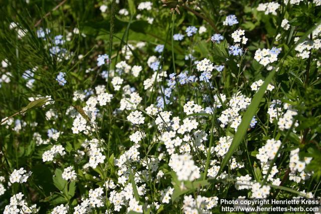 Photo: Myosotis arvensis 6.